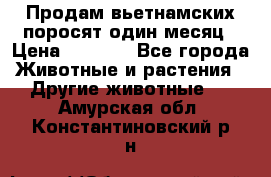 Продам вьетнамских поросят,один месяц › Цена ­ 3 000 - Все города Животные и растения » Другие животные   . Амурская обл.,Константиновский р-н